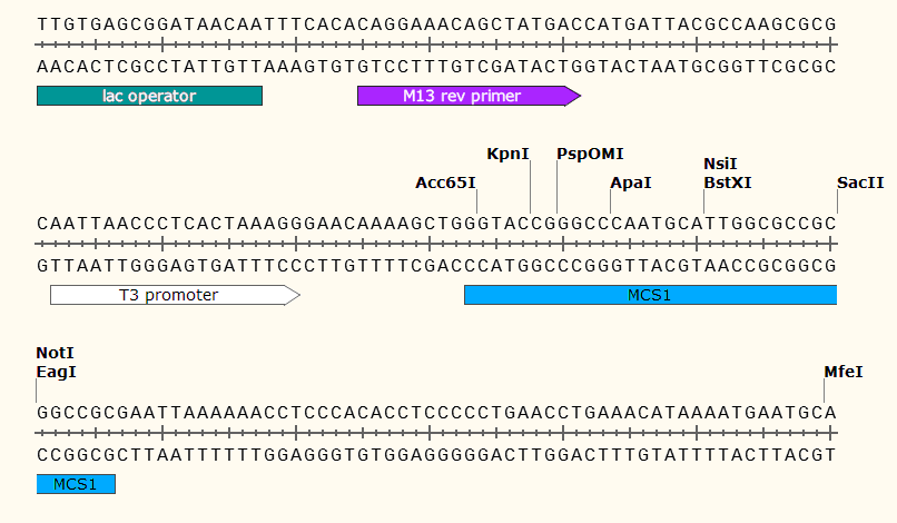 pCS2+8CmCherry 多克隆位点1 点击看大图 pCS2+8CmCherry 多克
隆位点1